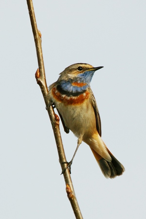 Bluethroat (Red-spotted) - ML277272261