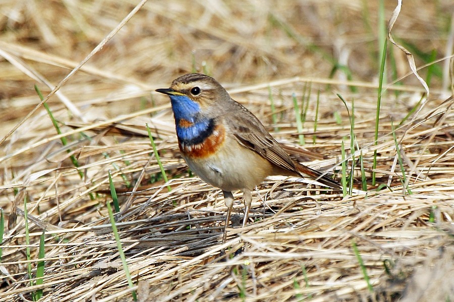 Bluethroat (Red-spotted) - ML277272291