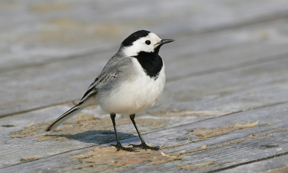 White Wagtail (White-faced) - ML277272791
