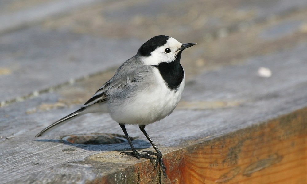 White Wagtail (White-faced) - ML277272801