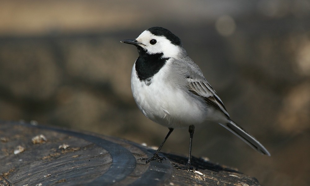 White Wagtail (White-faced) - ML277272821