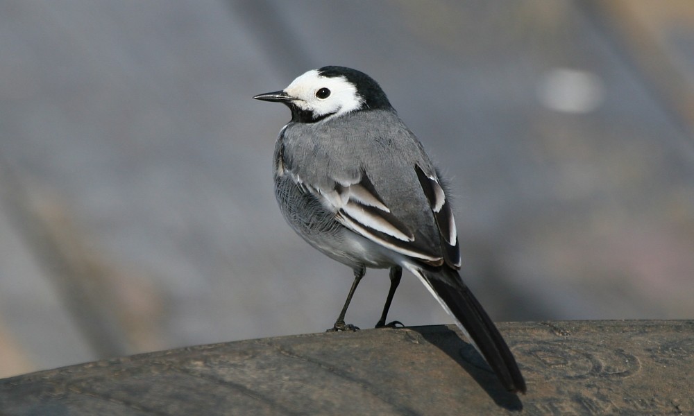 White Wagtail (White-faced) - ML277272831