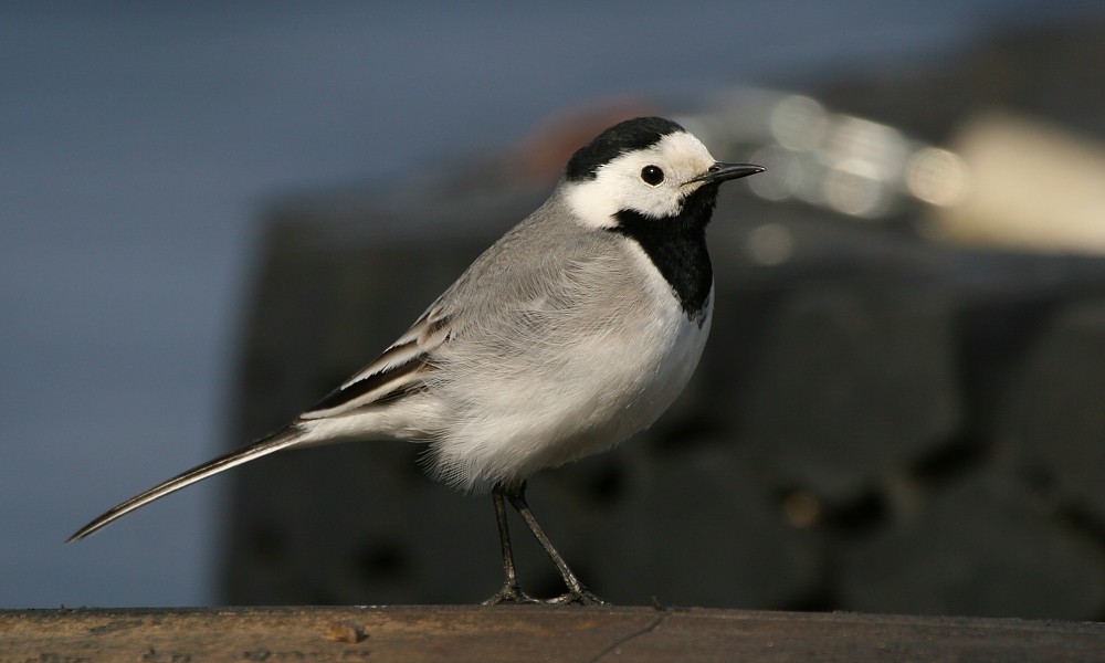 White Wagtail (White-faced) - ML277272841