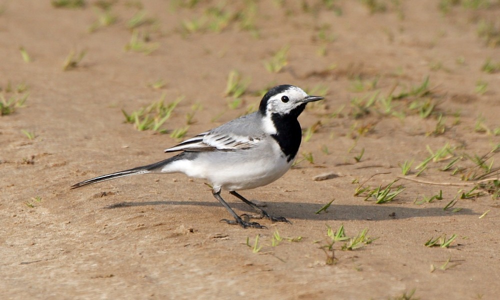 White Wagtail (White-faced) - ML277272861