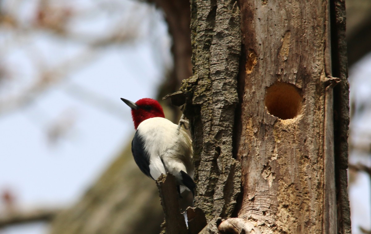 Red-headed Woodpecker - ML27727441