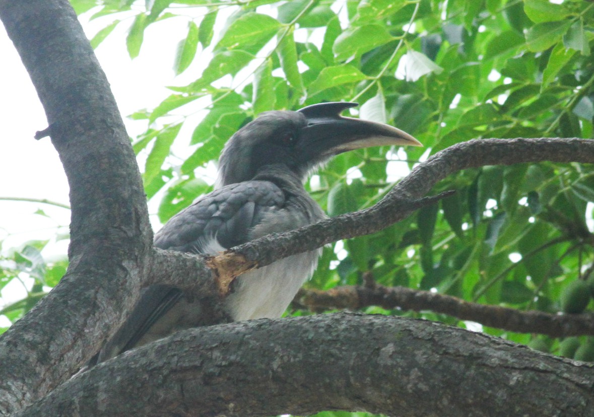 Indian Gray Hornbill - Sathyan Meppayur