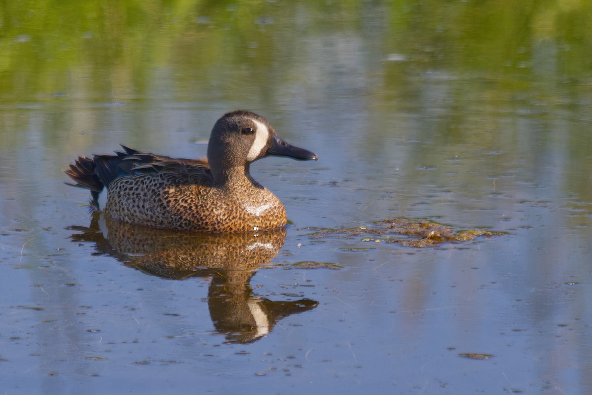 Blue-winged Teal - ML277278981
