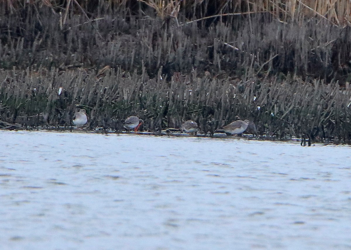 Spotted Redshank - ML277281021