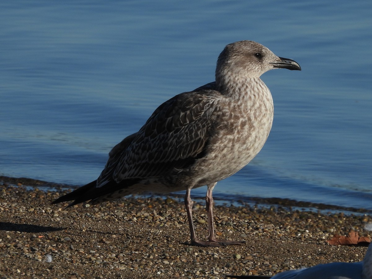 Lesser Black-backed Gull - Fannie Courtier