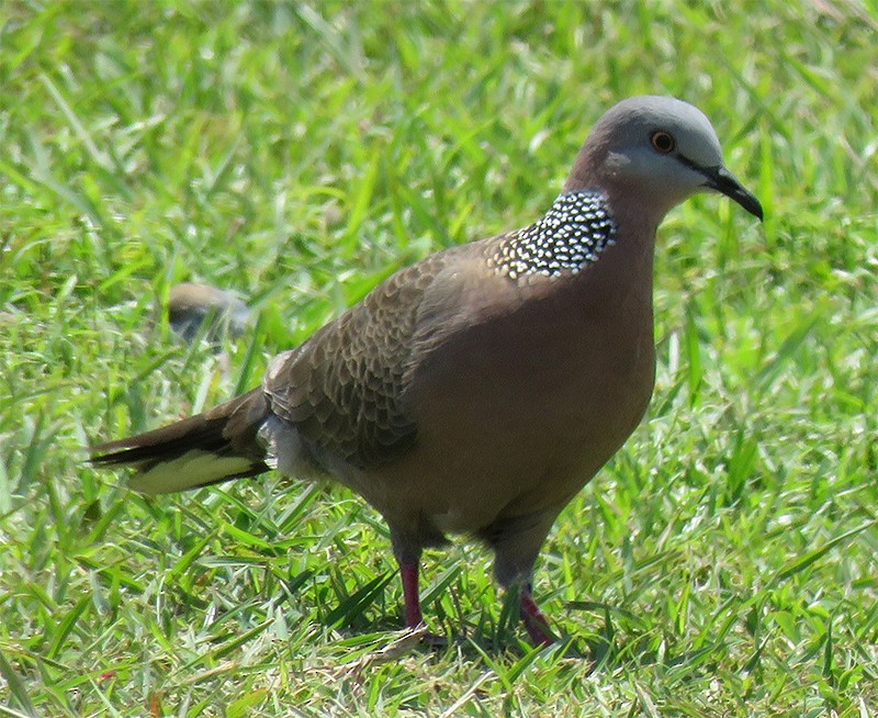 Spotted Dove - ML27729181