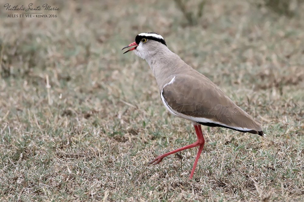 Crowned Lapwing - ML277294511