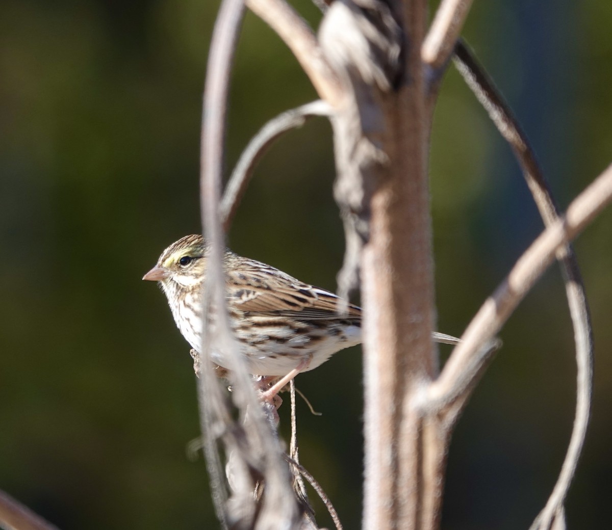 Savannah Sparrow (Savannah) - ML277300481