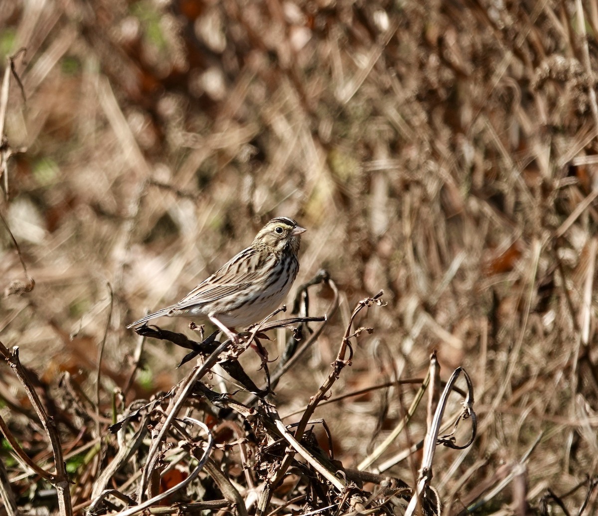 Savannah Sparrow (Savannah) - ML277300511