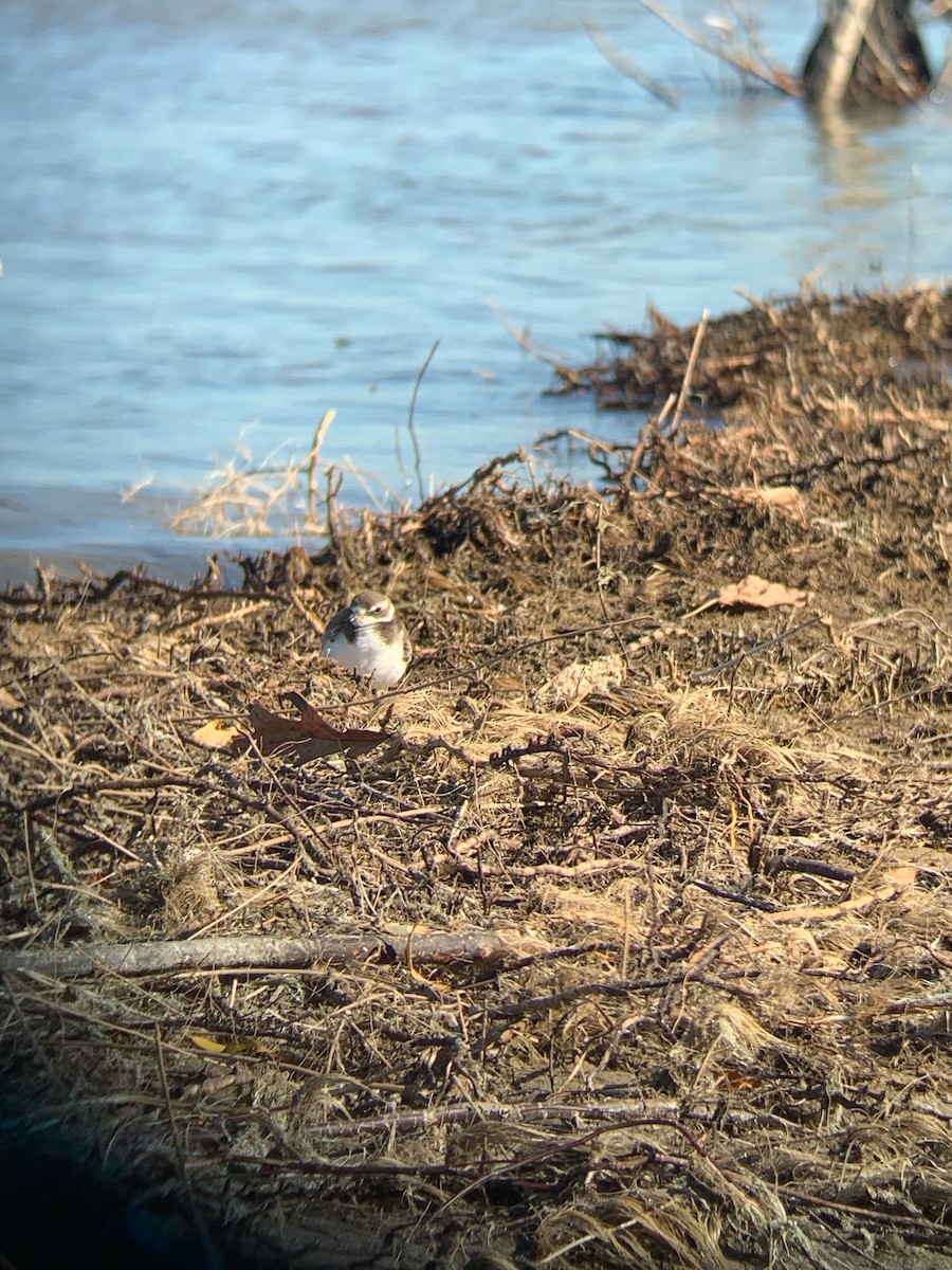 Semipalmated Plover - Pam Linge