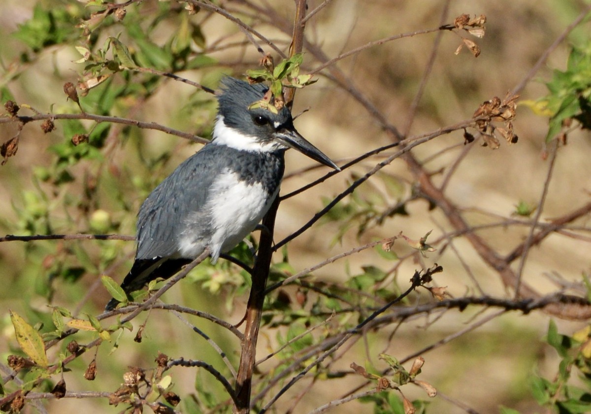 Belted Kingfisher - ML277305861