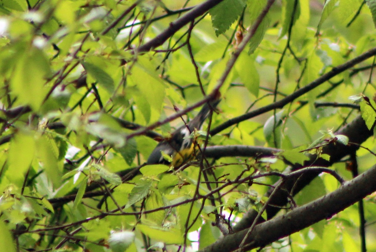 Magnolia Warbler - Mary Coker