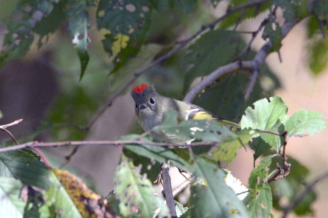 Ruby-crowned Kinglet - Vickie Baily