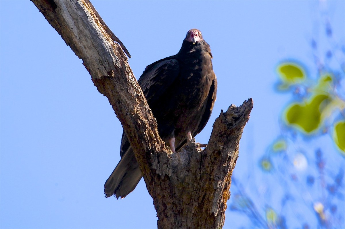 Turkey Vulture - ML277309521
