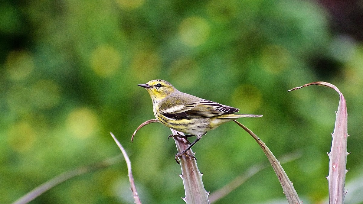 Cape May Warbler - ML277311601