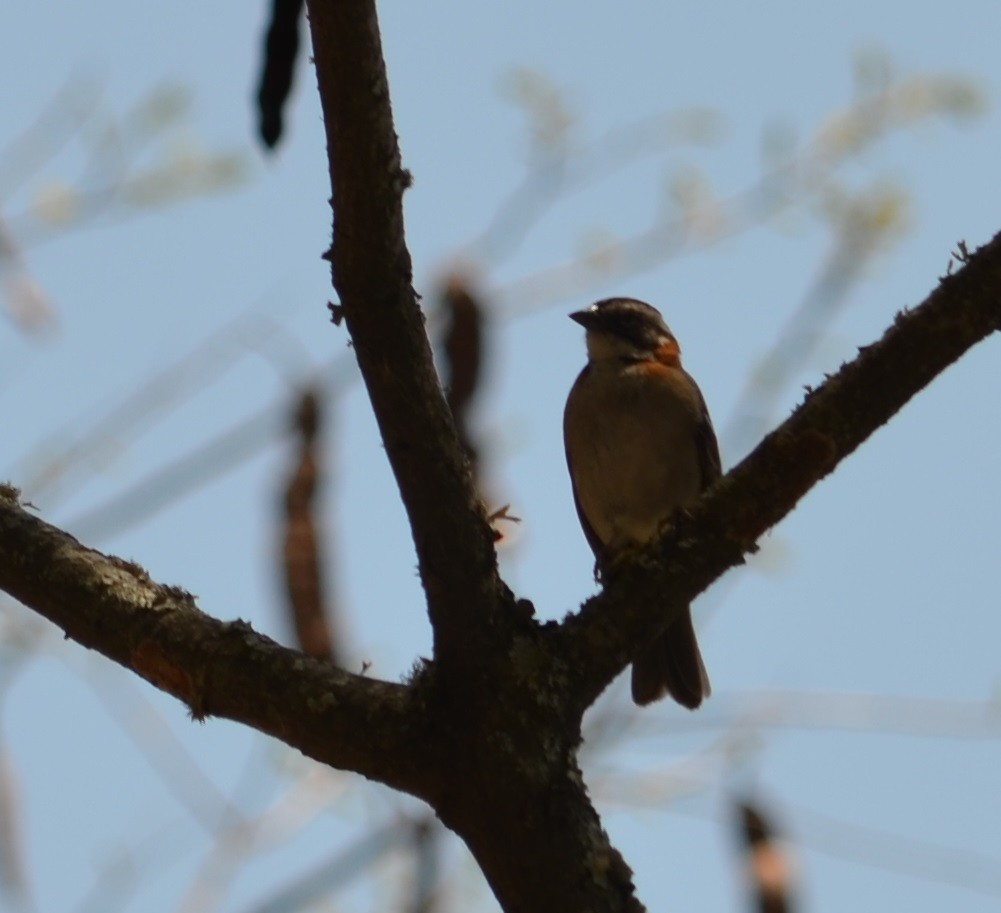 Rufous-collared Sparrow - ML277316651