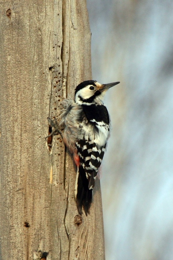 White-backed Woodpecker (White-backed) - ML277317711