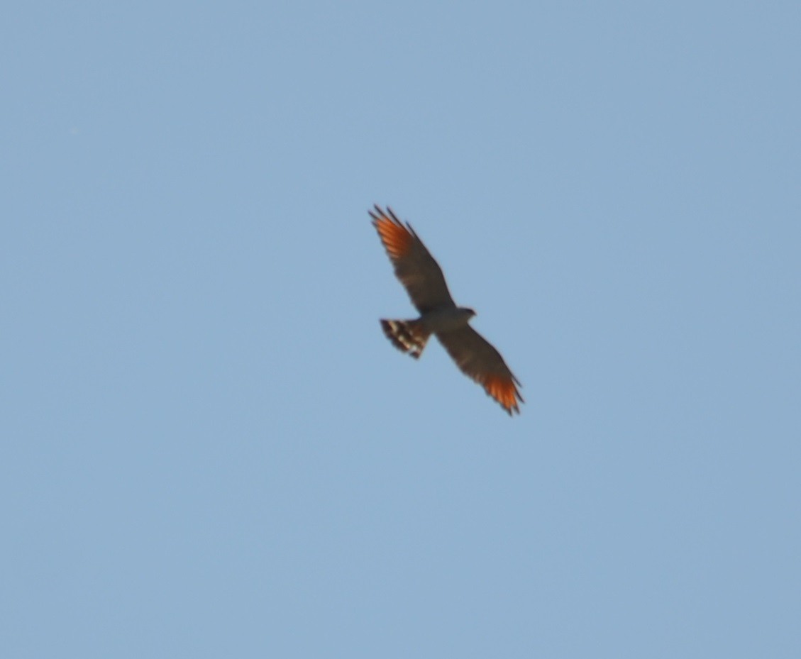 Plumbeous Kite - ML277321381