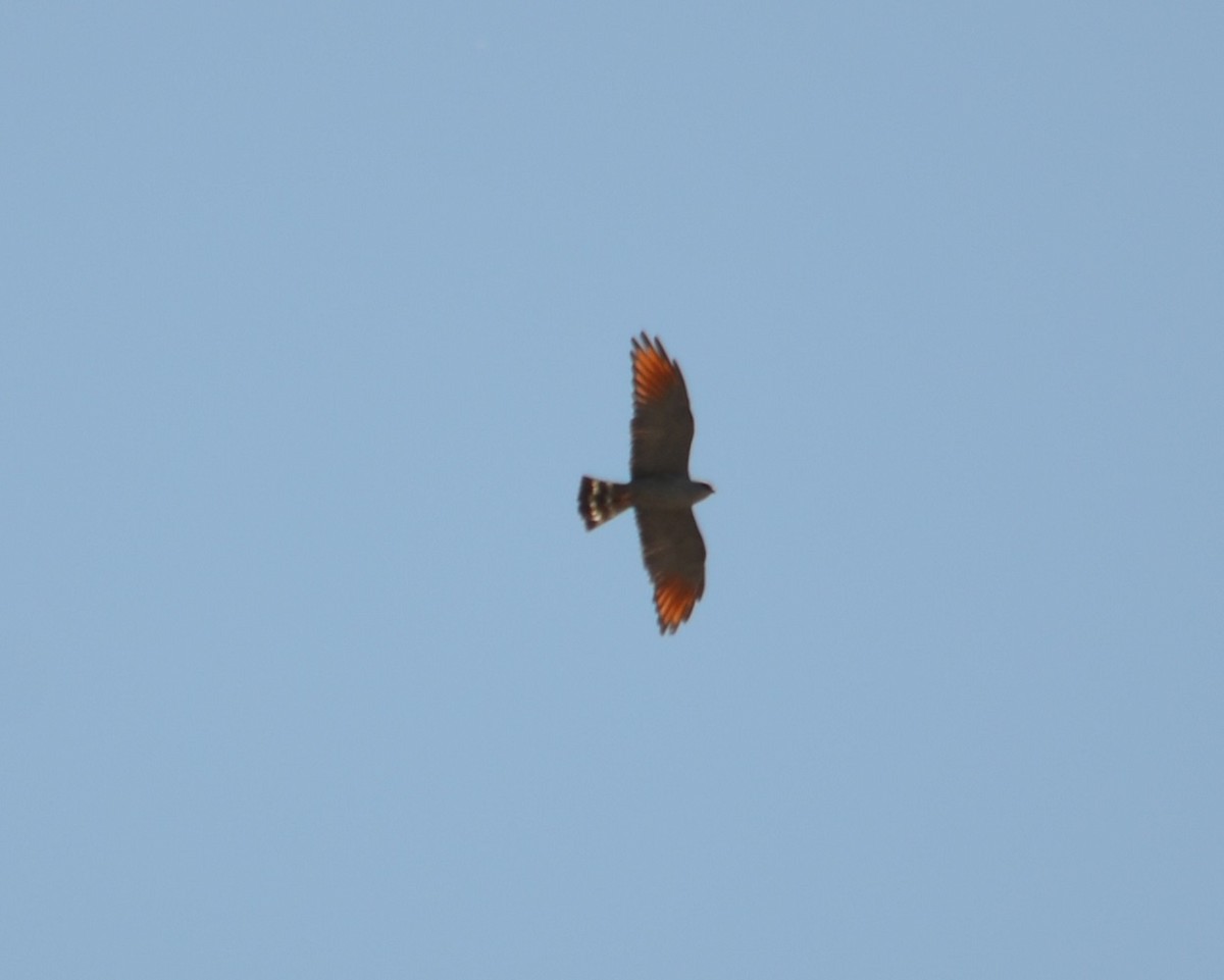 Plumbeous Kite - ML277321391