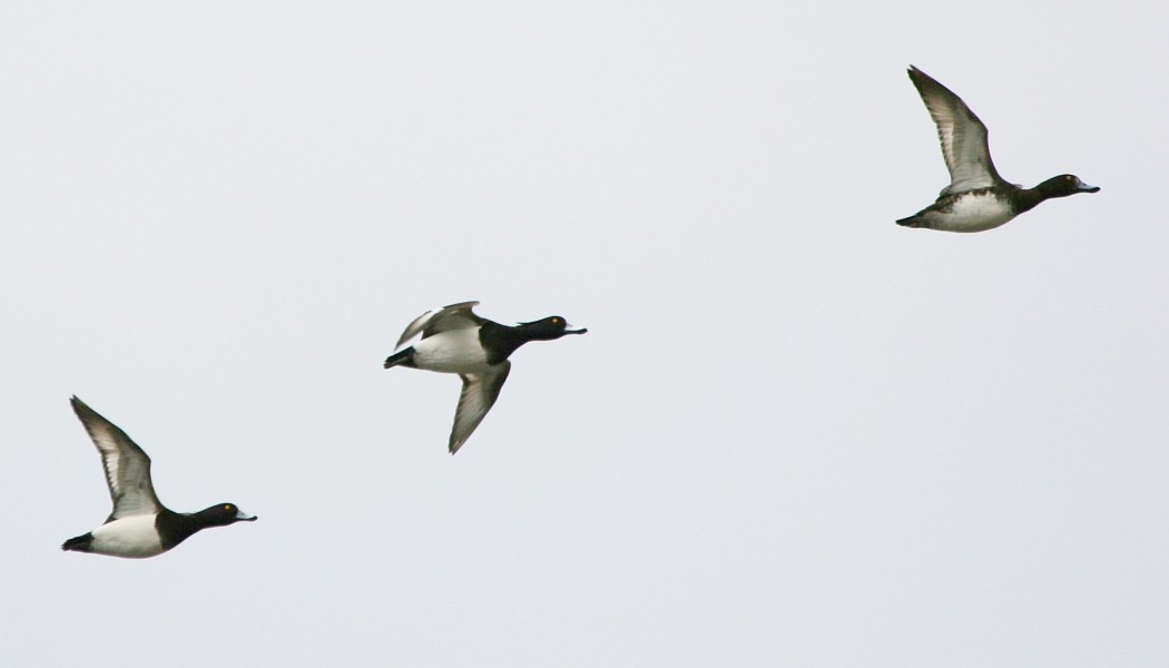 Tufted Duck - ML277331051