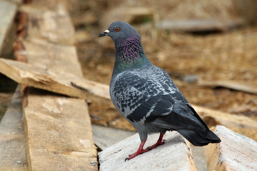 Rock Pigeon (Feral Pigeon) - ML277331701