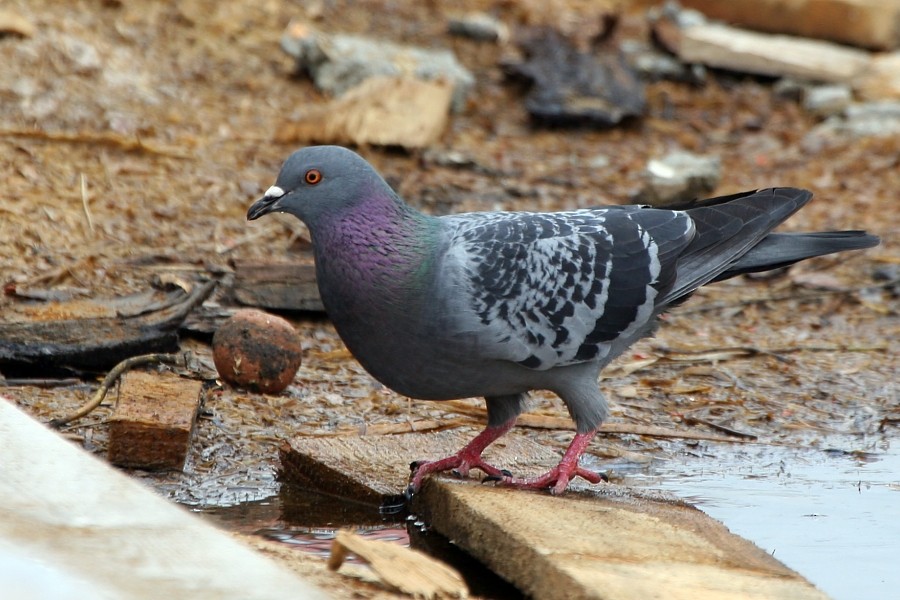 Rock Pigeon (Feral Pigeon) - Pavel Parkhaev