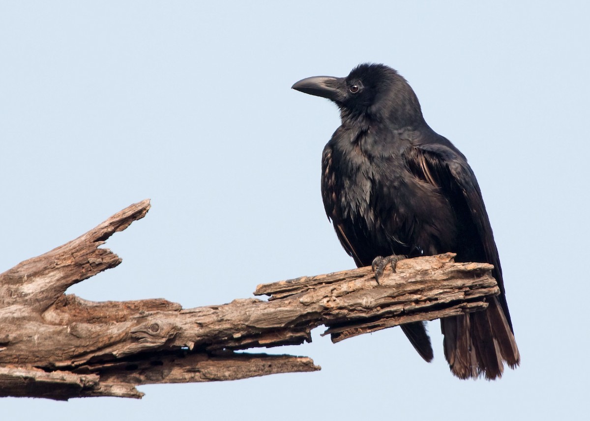 Large-billed Crow (Indian Jungle) - ML277332071