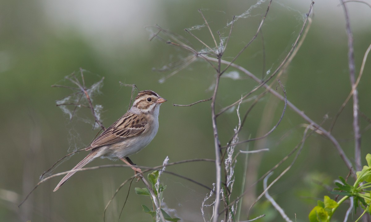 Clay-colored Sparrow - ML27733391