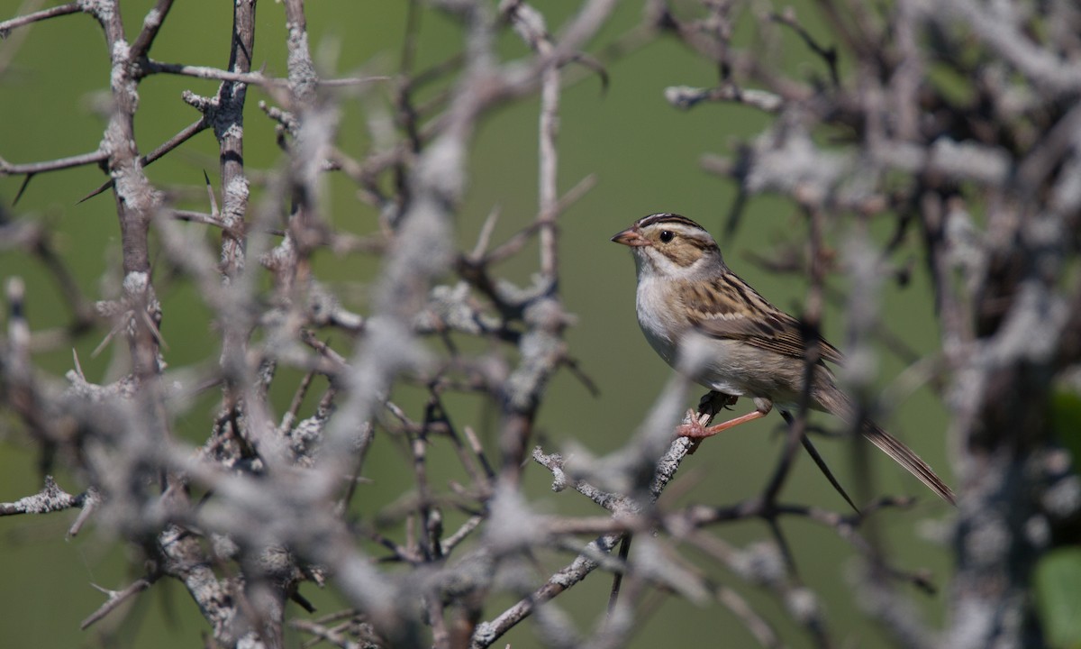 Clay-colored Sparrow - ML27733421