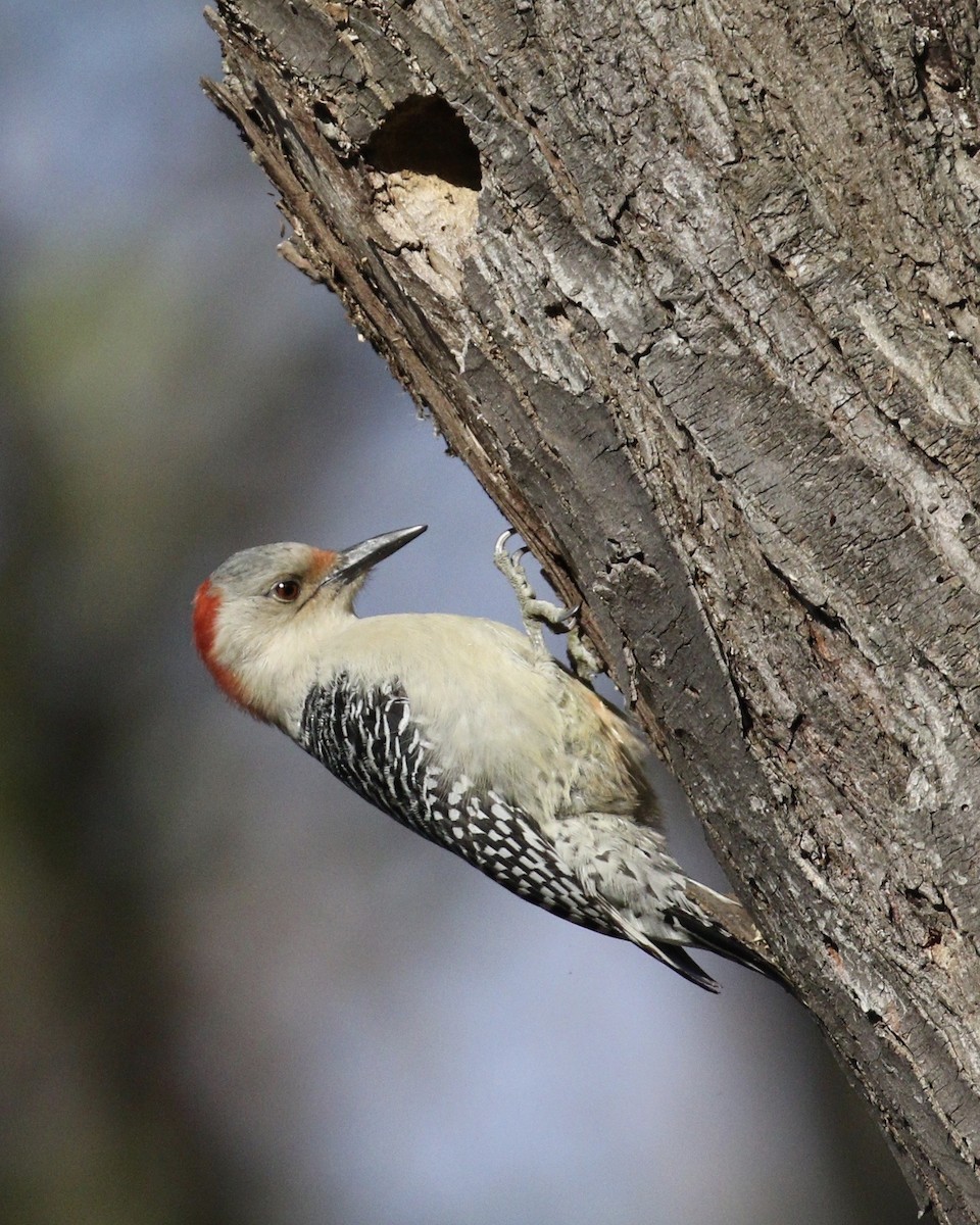 Red-bellied Woodpecker - marcia  mason