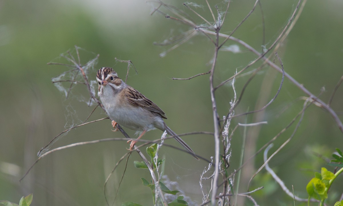 Clay-colored Sparrow - ML27733561