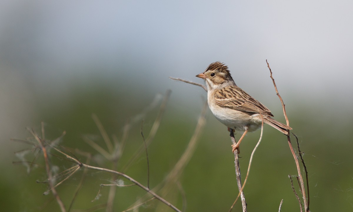 Clay-colored Sparrow - ML27733571