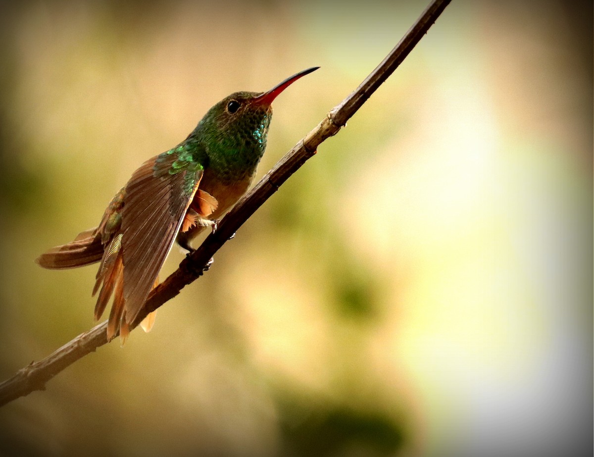 Buff-bellied Hummingbird - ML277342201
