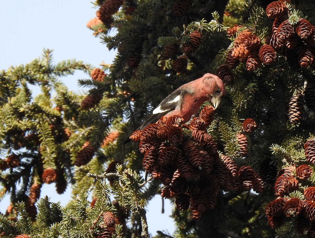 White-winged Crossbill - Brian Lund