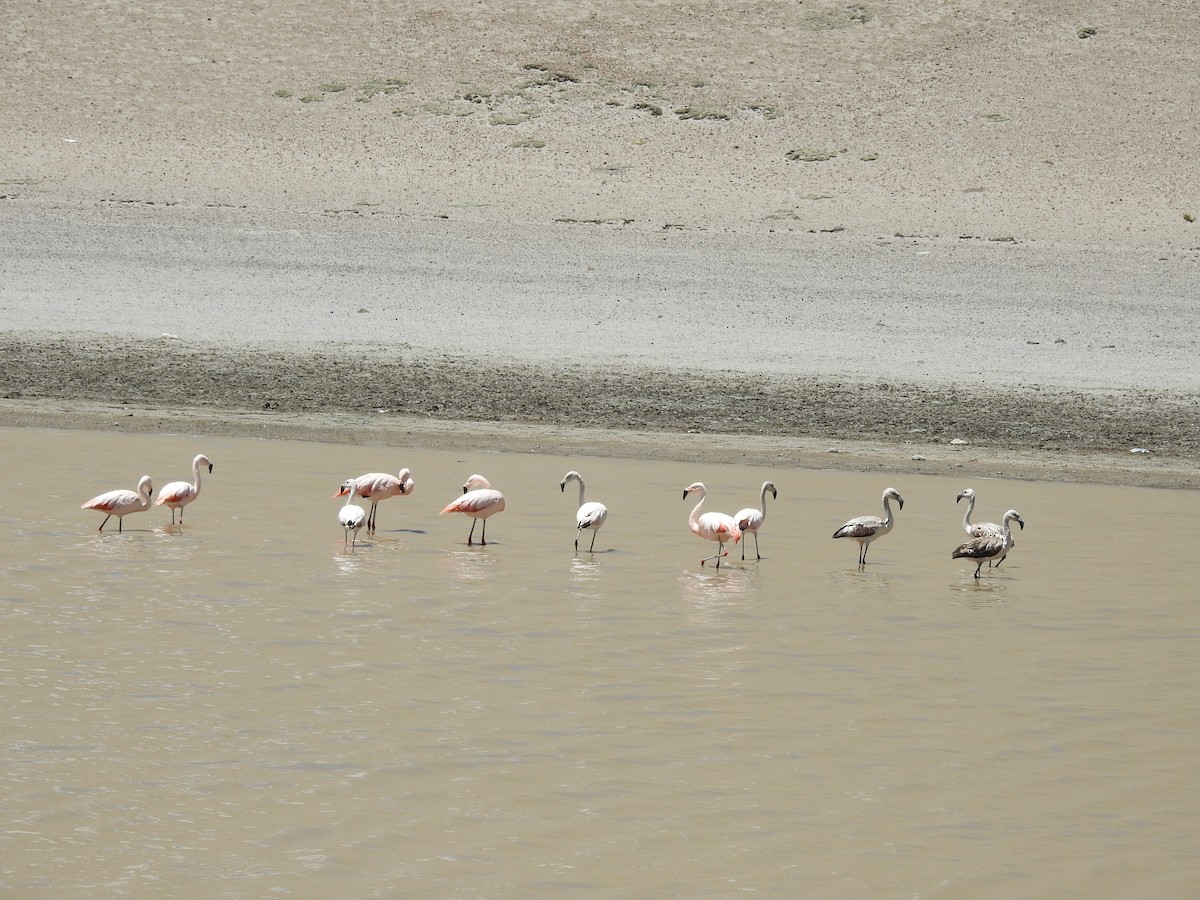 Chilean Flamingo - ML277345401