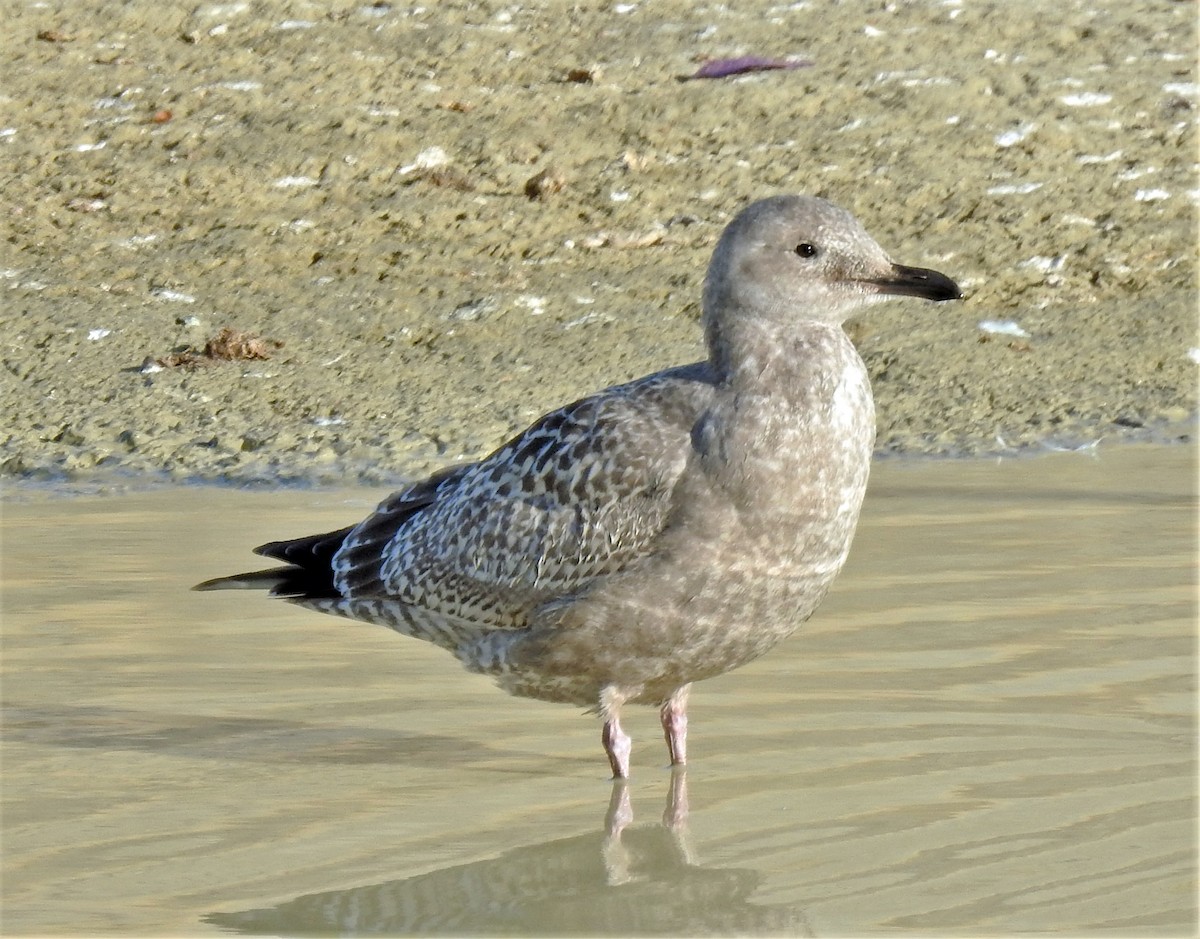 Herring Gull (American) - ML277349401