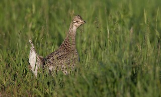  - Sharp-tailed Grouse