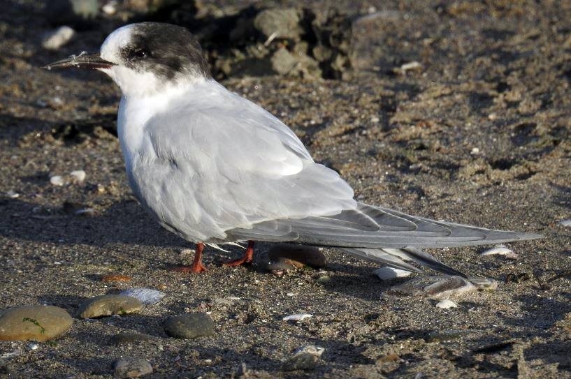 Arctic Tern - Marcio Kerbage