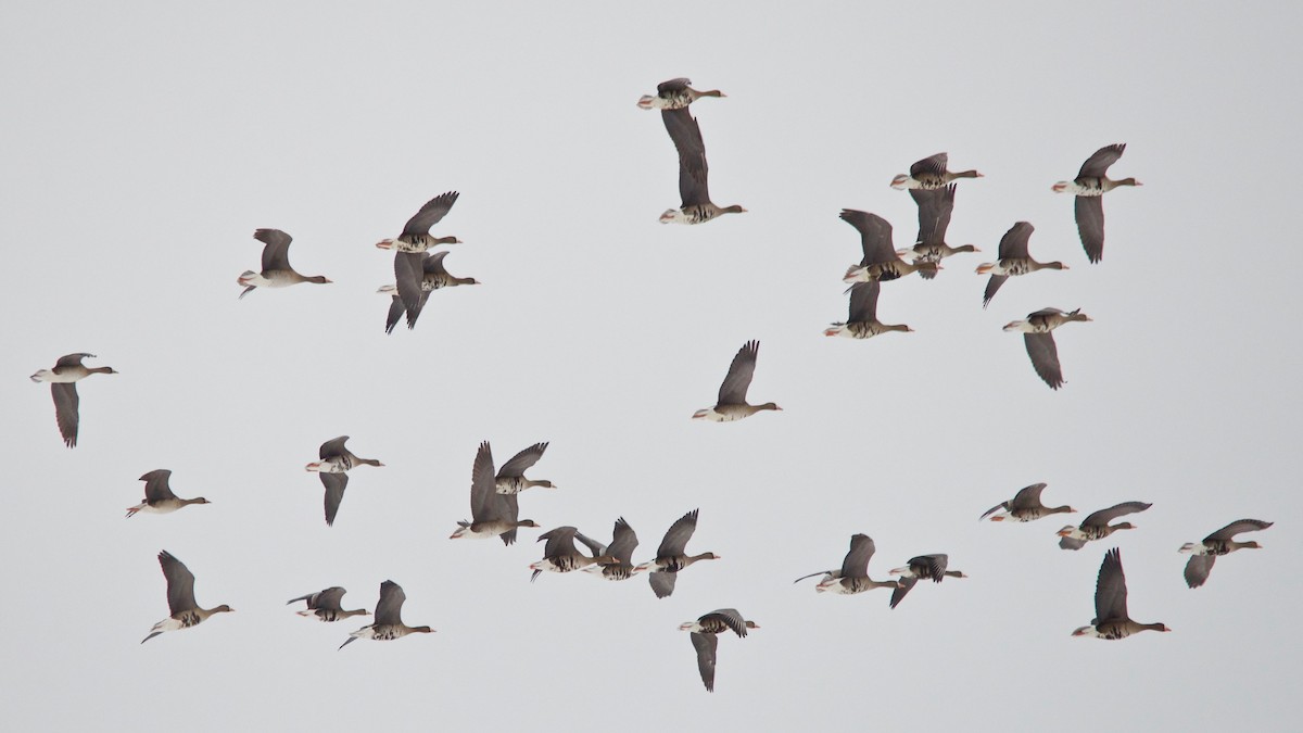 Greater White-fronted Goose - ML277351531