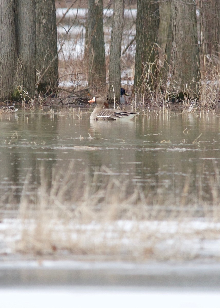 Greater White-fronted Goose - ML277352921