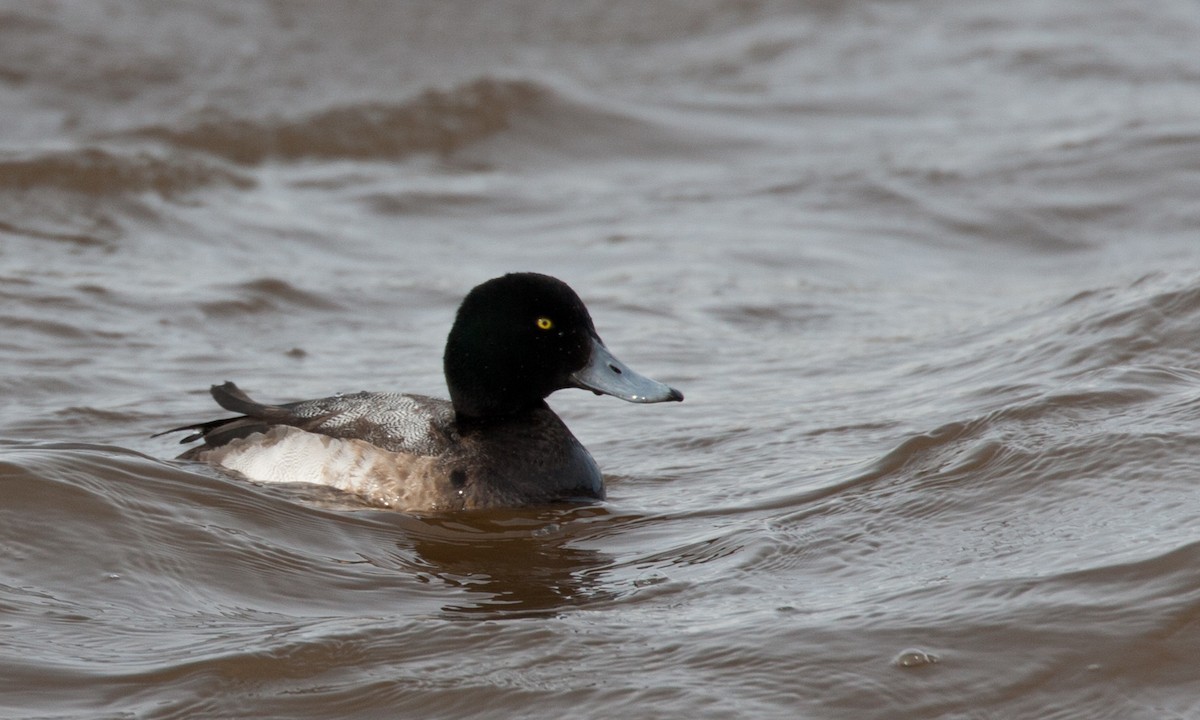 Greater Scaup - ML27736051