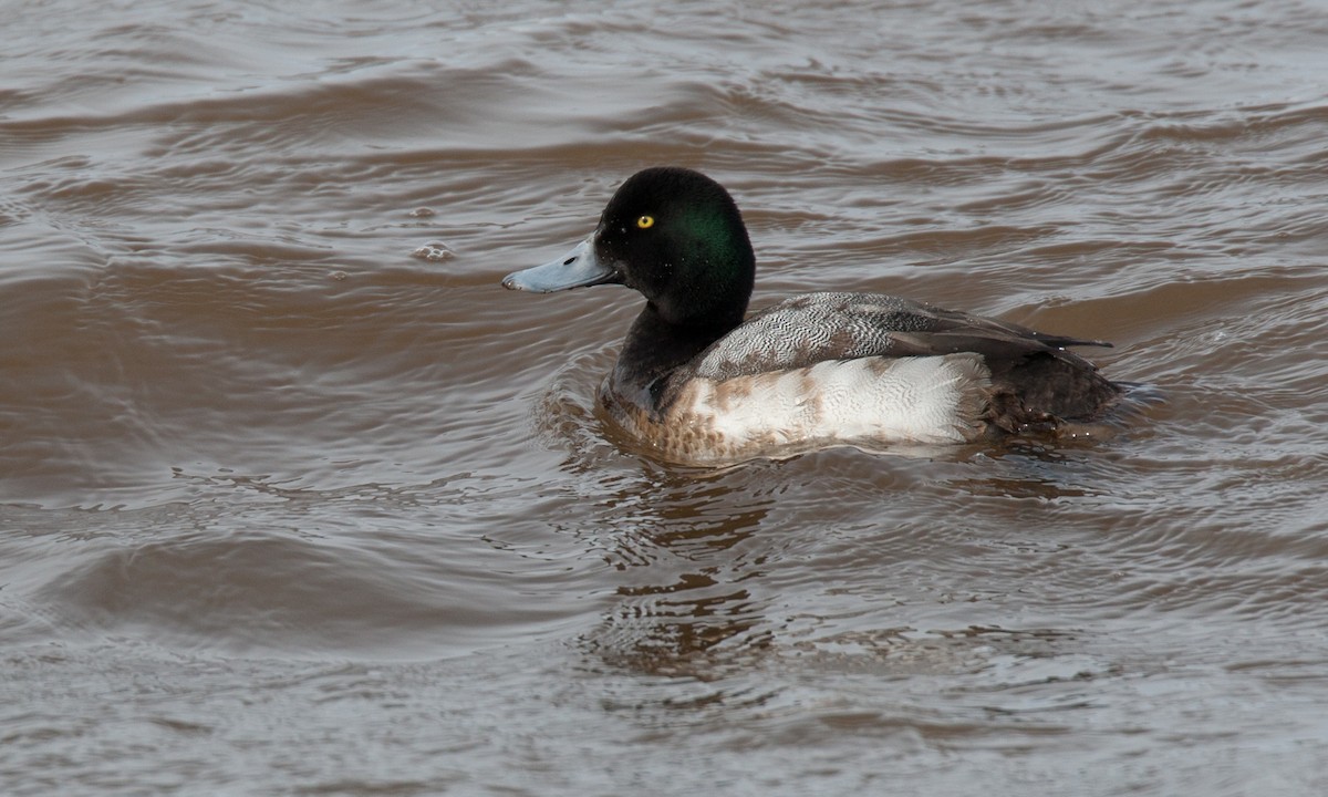 Greater Scaup - ML27736081