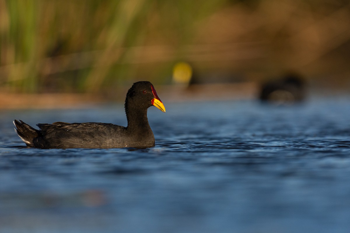 Red-fronted Coot - ML277362261