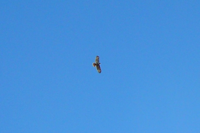 Red-tailed Hawk - ML277363611