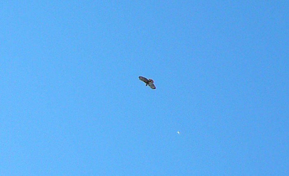 Red-tailed Hawk - ML277363631