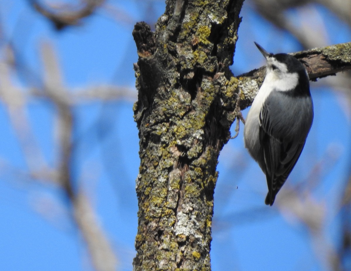 White-breasted Nuthatch - ML277363721